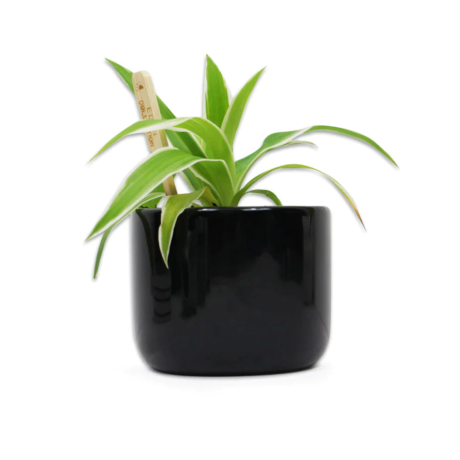 Jurassic Park - Vaso para Plantas